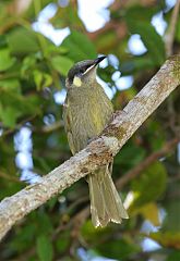 Lewin's Honeyeater